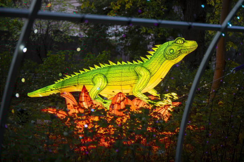Wystawa Garden of Lights: Dzika Azja we wrocławskim zoo, październik 2024